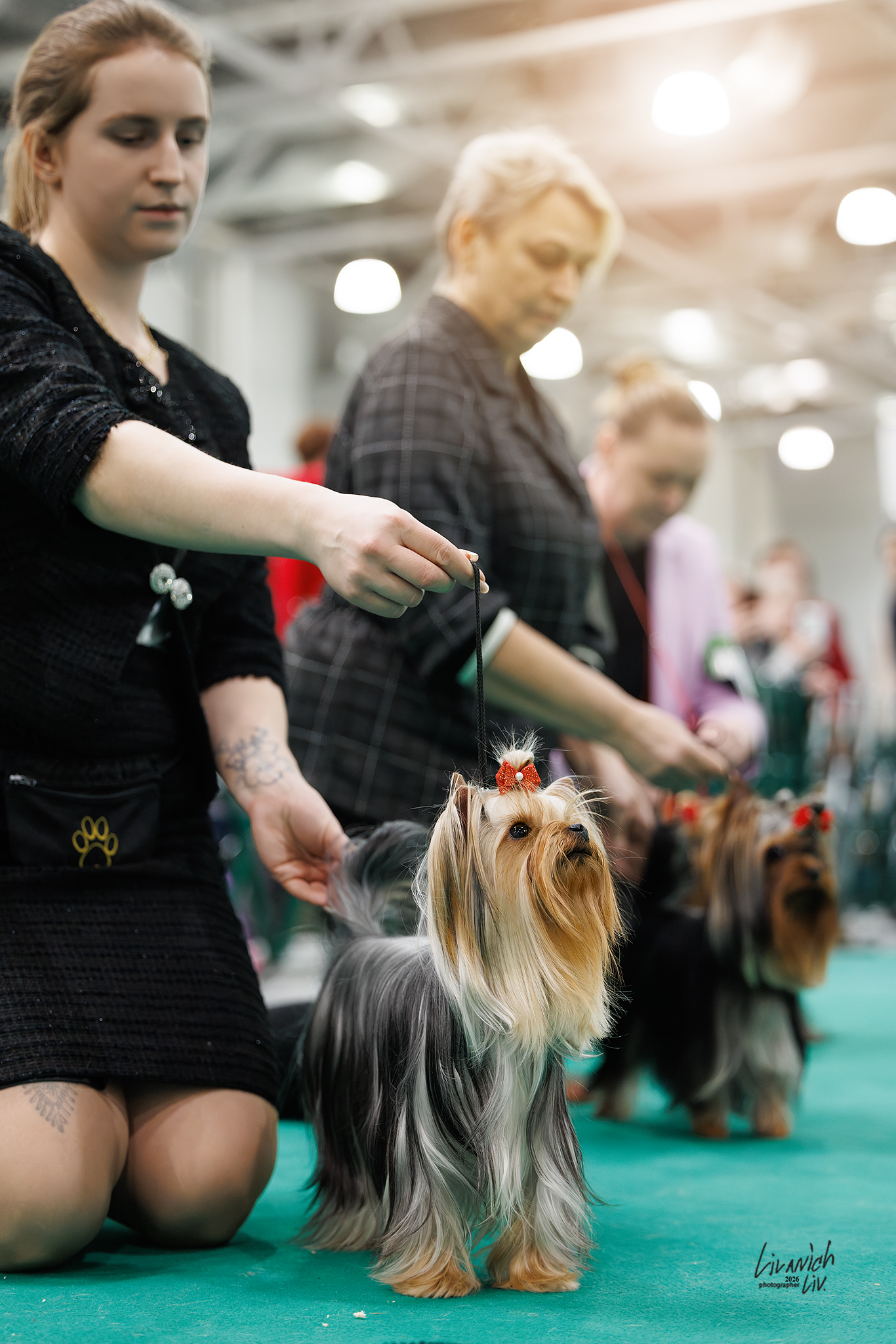  PRIMAVERA INCANTA EFFECT &mdash; Labaza DogPedigree YorkshireTerrier